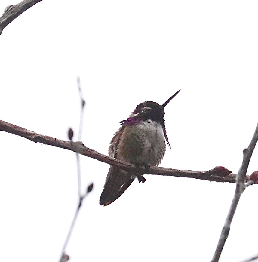 Costa's Hummingbird - ML449163851