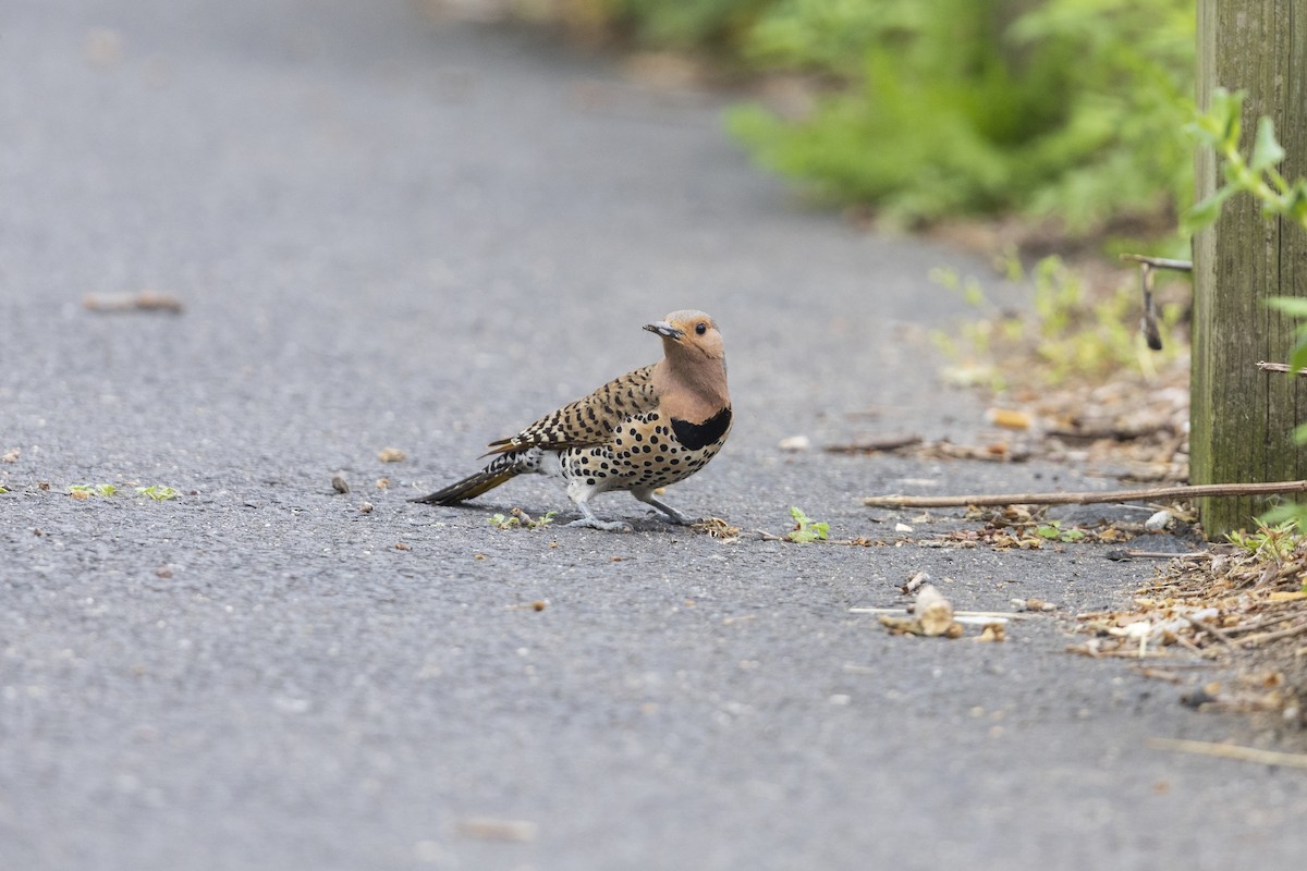 Northern Flicker (Yellow-shafted) - ML449165341