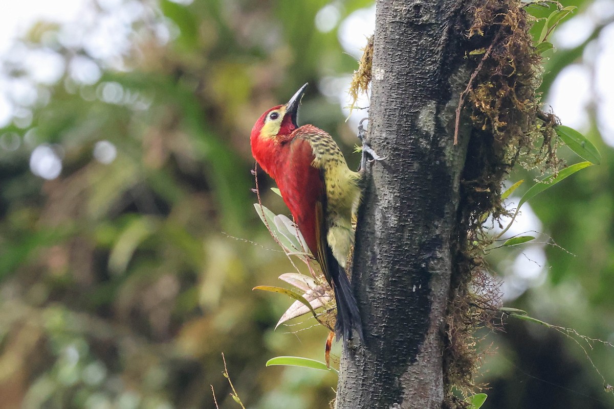 Crimson-mantled Woodpecker - ML449166201