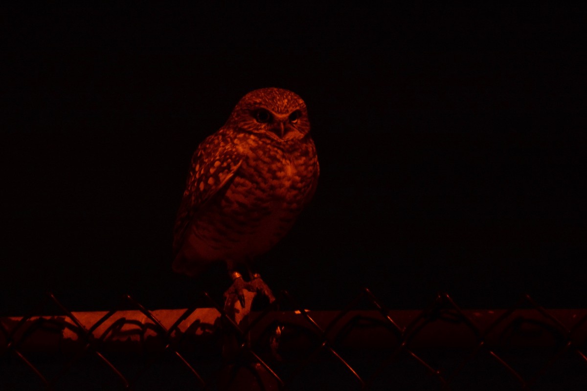 Burrowing Owl - Will Brooks