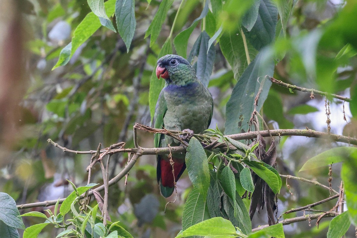 Папуга-червоногуз зеленоголовий - ML449166631