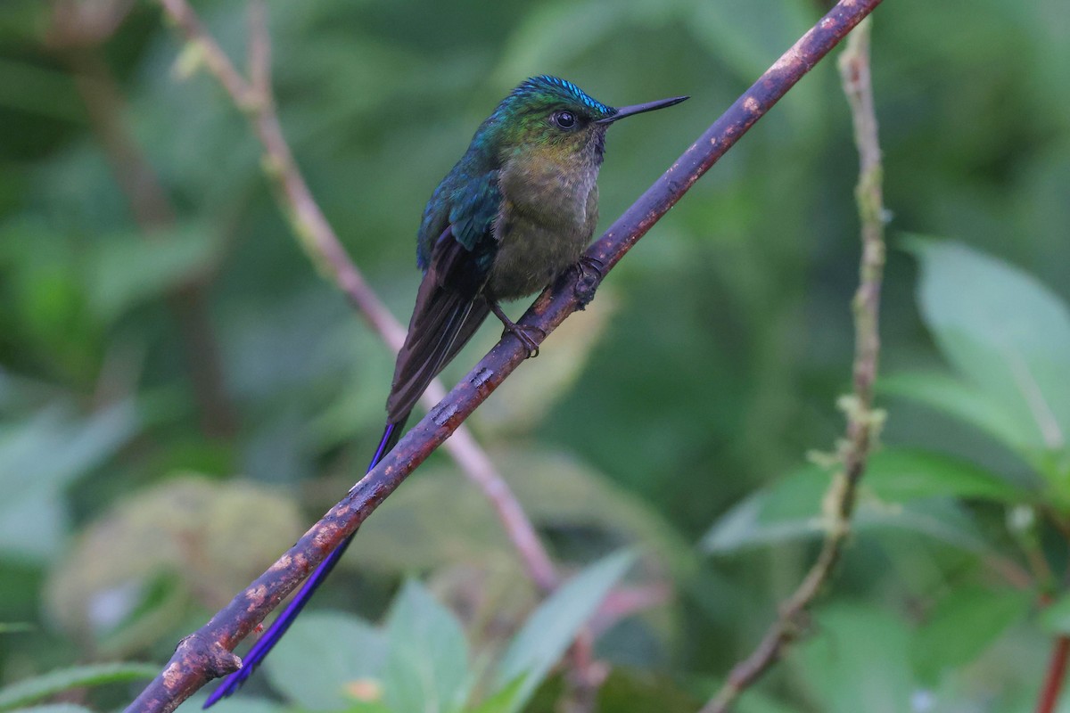 Violet-tailed Sylph - ML449167061