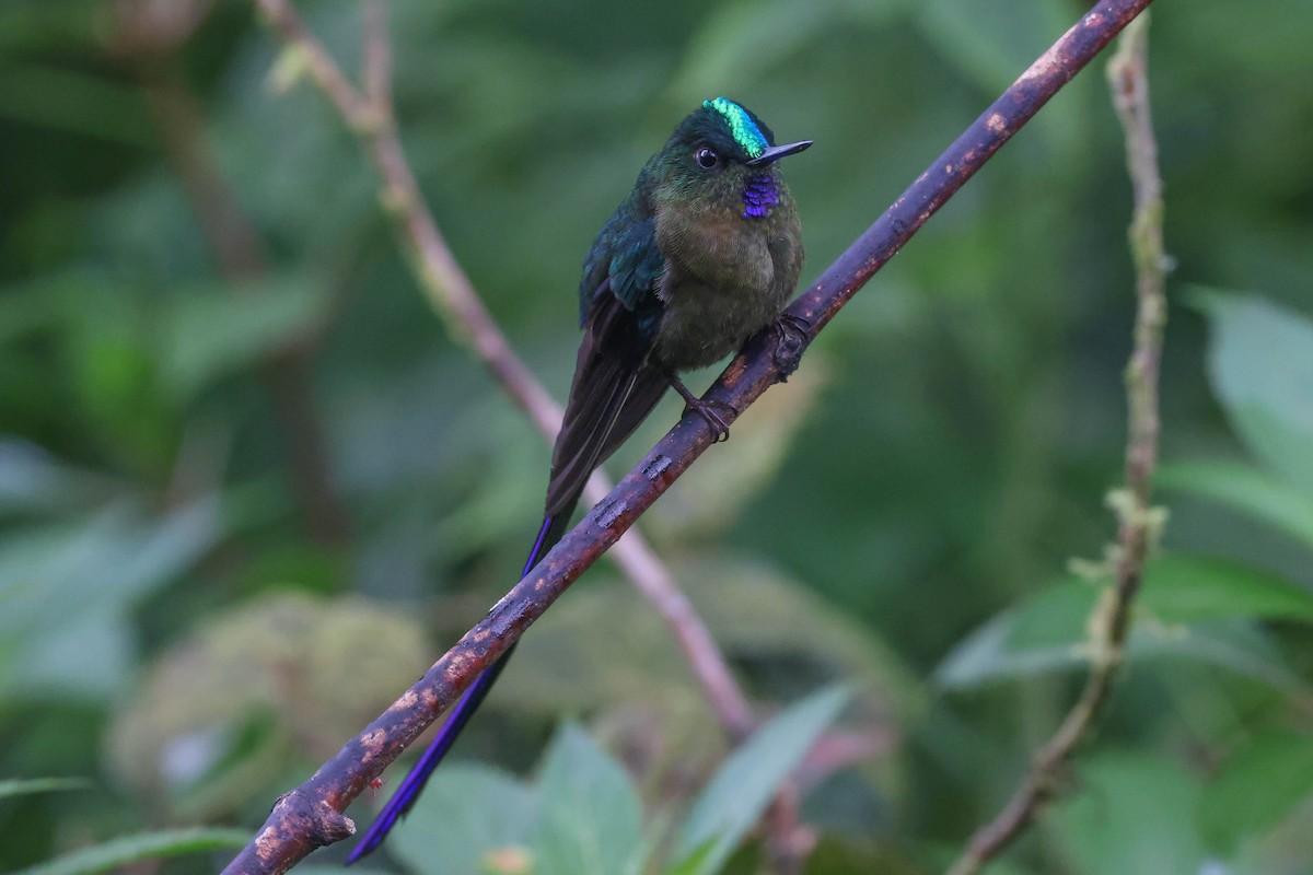 Violet-tailed Sylph - ML449167071