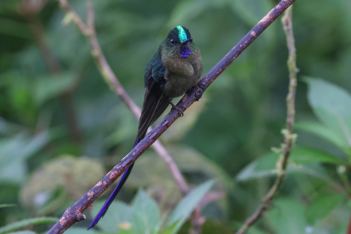 Violet-tailed Sylph - ML449167121