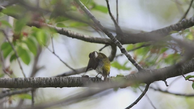 Cape May Warbler - ML449175661