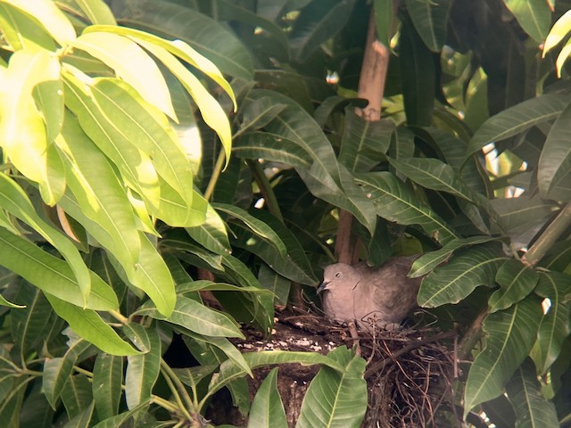 Nest in bush. - Eurasian Collared-Dove - 