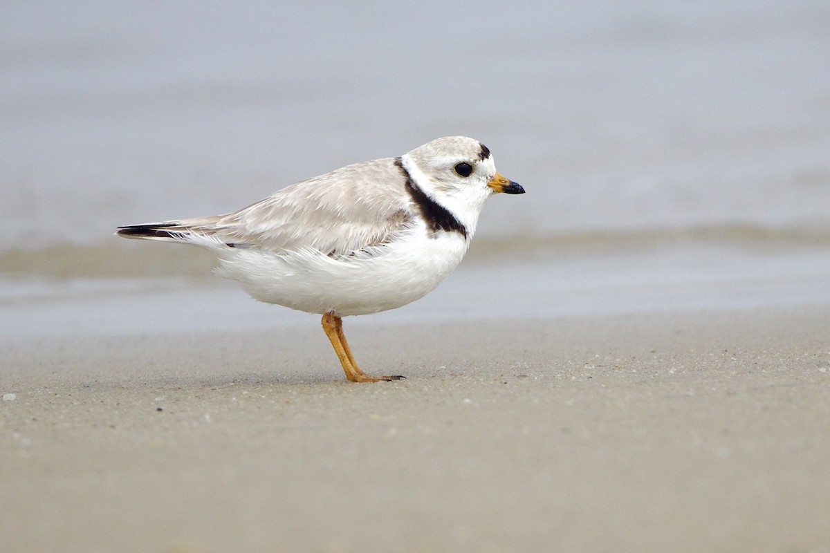 Piping Plover - ML449179831