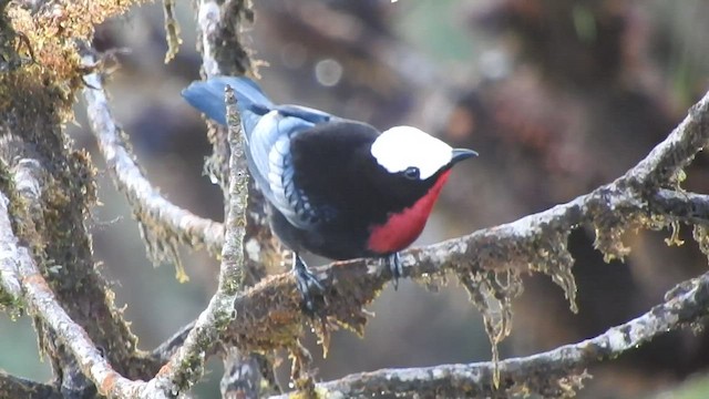 White-capped Tanager - ML449181201