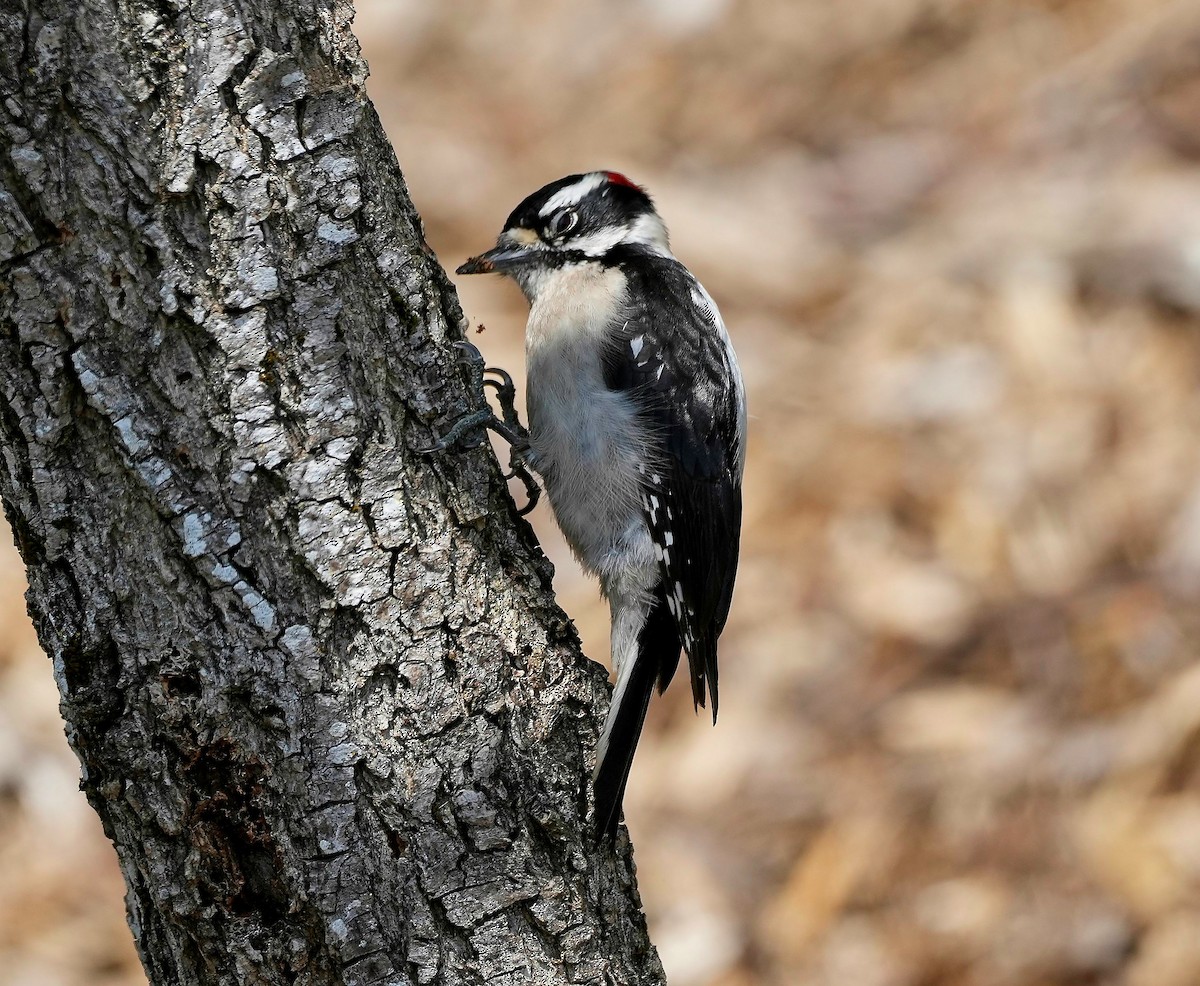 Downy Woodpecker - ML449182361
