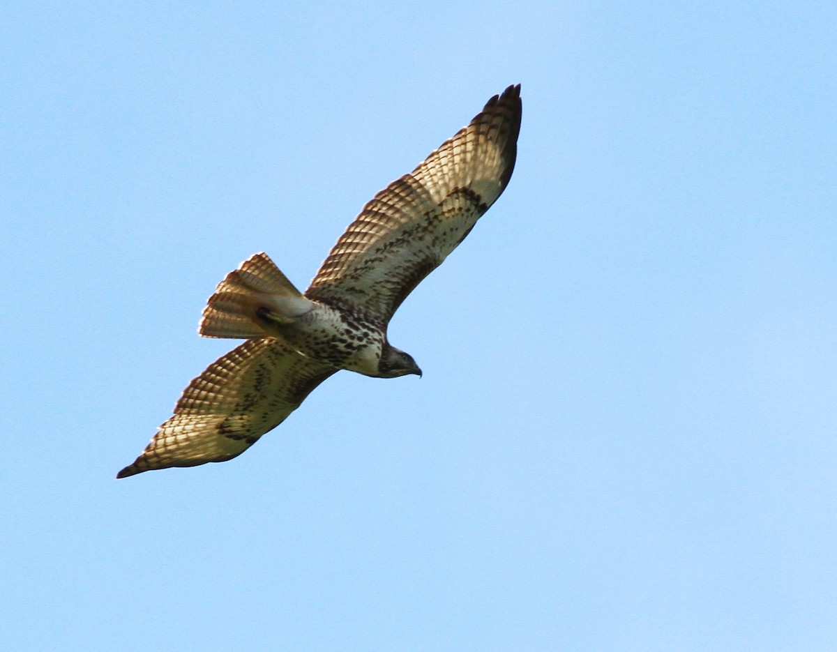 Red-tailed Hawk - ML44918401