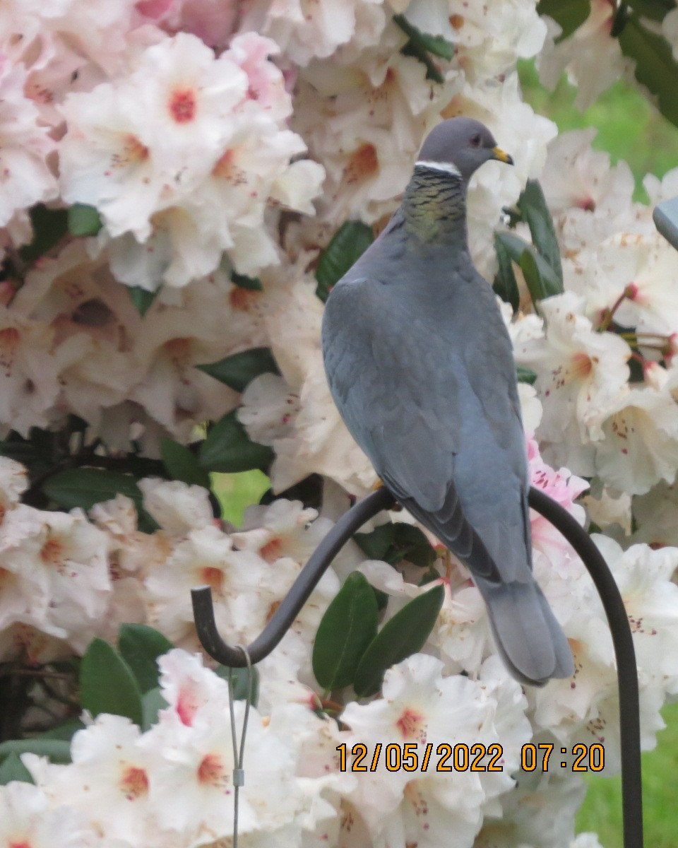 Band-tailed Pigeon - ML449185481