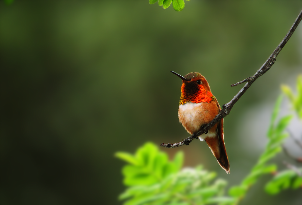 Rufous Hummingbird - ML449185641