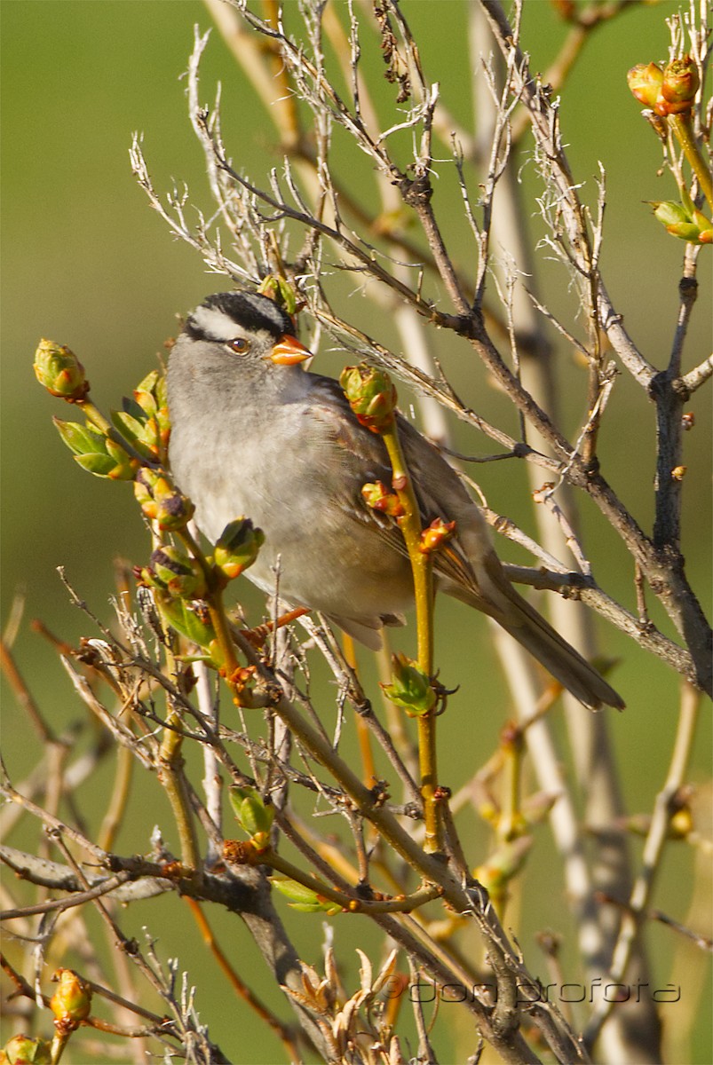 White-crowned Sparrow (Gambel's) - ML449186421