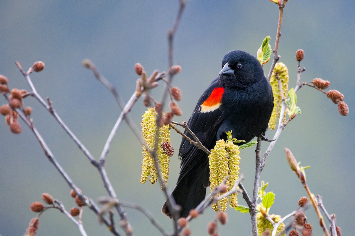 Red-winged Blackbird - Scott Vulstek