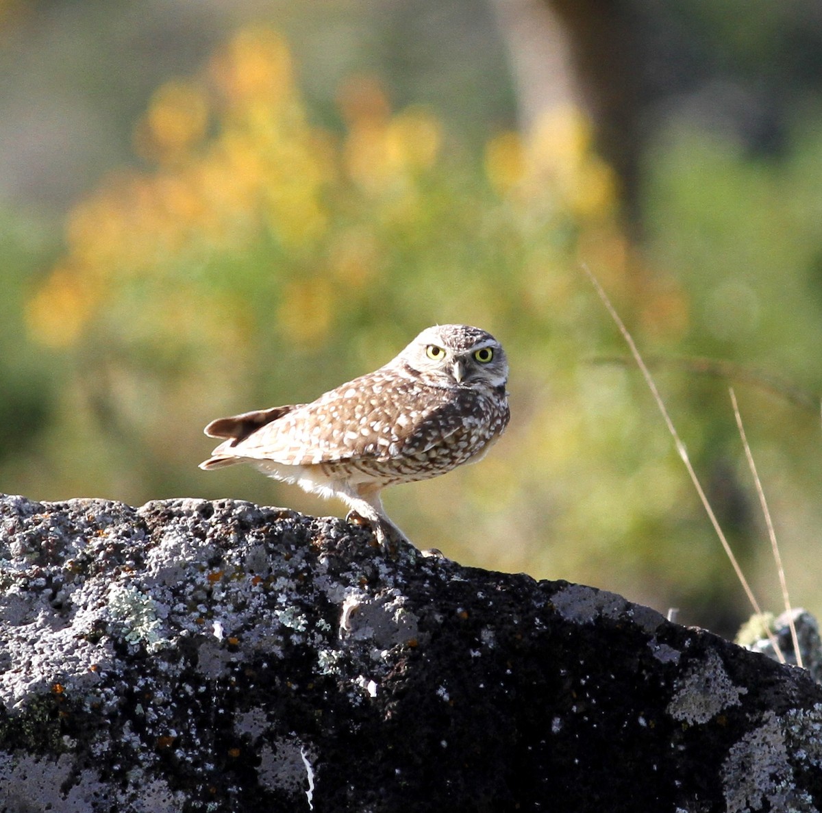 Burrowing Owl - Georges Duriaux
