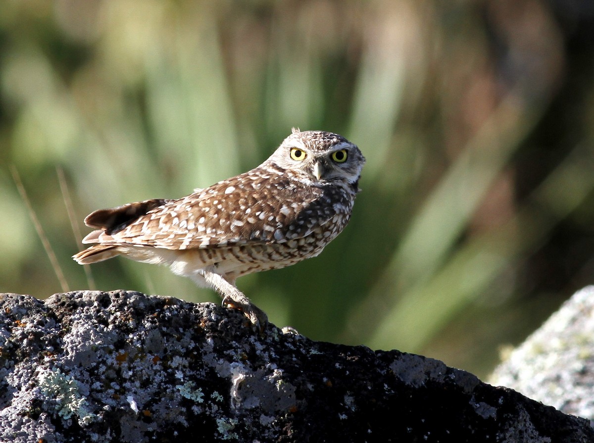 Burrowing Owl - ML44918821