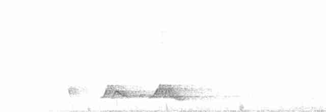 Carolinanachtschwalbe - ML449200171