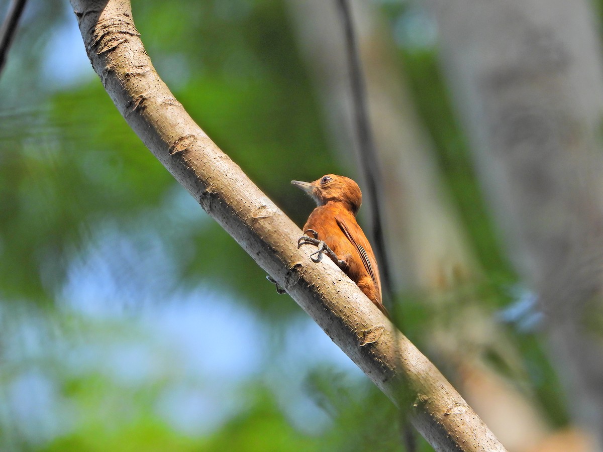 Smoky-brown Woodpecker - ML449207551