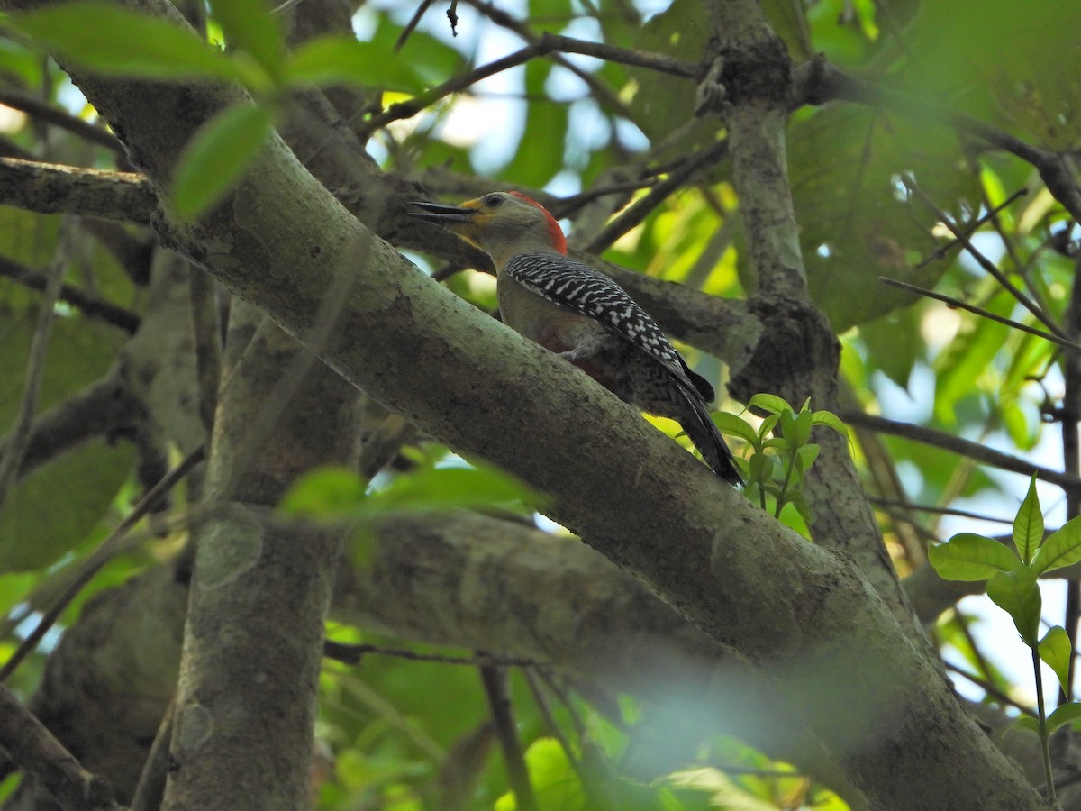 Yucatan Woodpecker - ML449207911