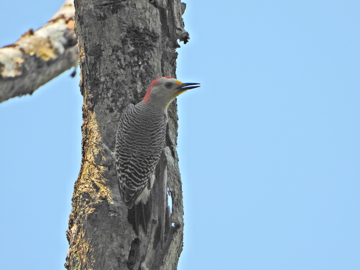 Yucatan Woodpecker - Cornelio Chablé