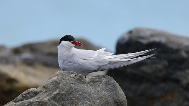 Arctic Tern - ML449208901