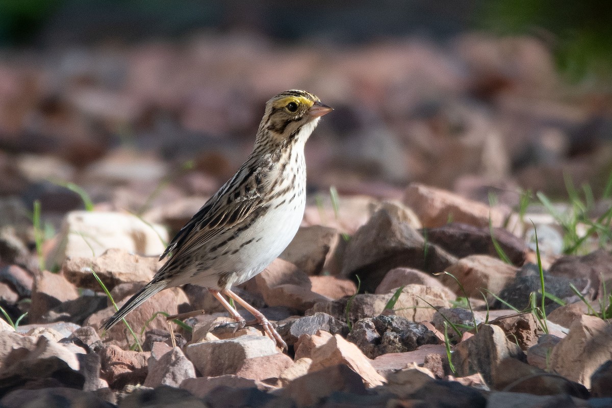 Savannah Sparrow - ML449210781