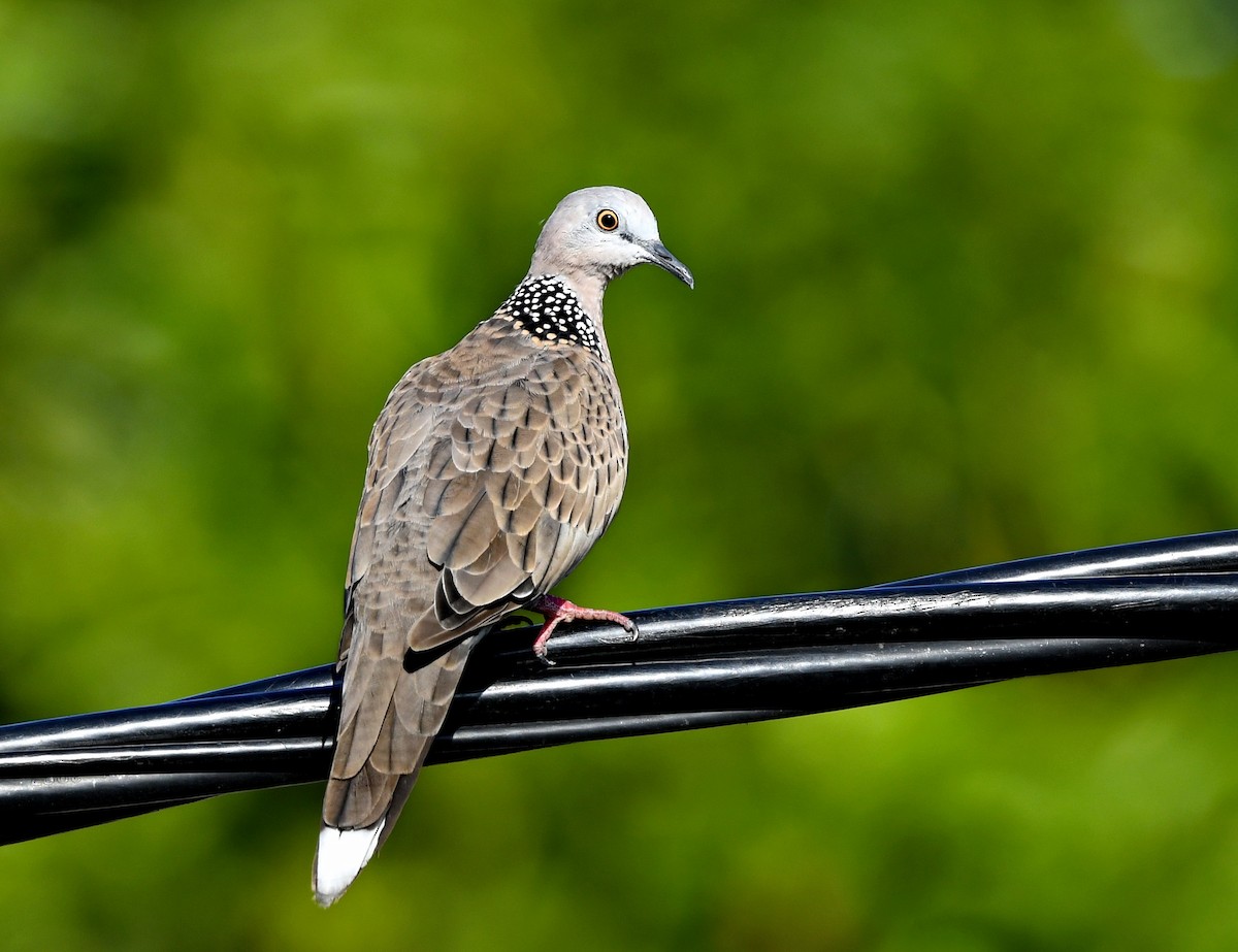 Spotted Dove - ML449211641