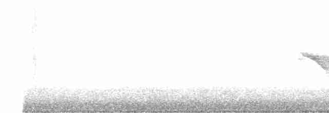 Тауї плямистий - ML449212101