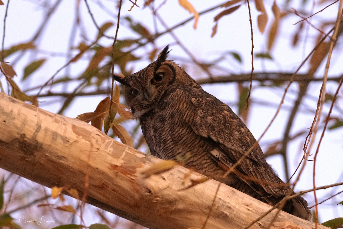 Lesser Horned Owl - Cecilia de Larminat