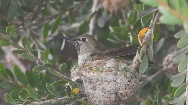 Anna's Hummingbird - ML449214581