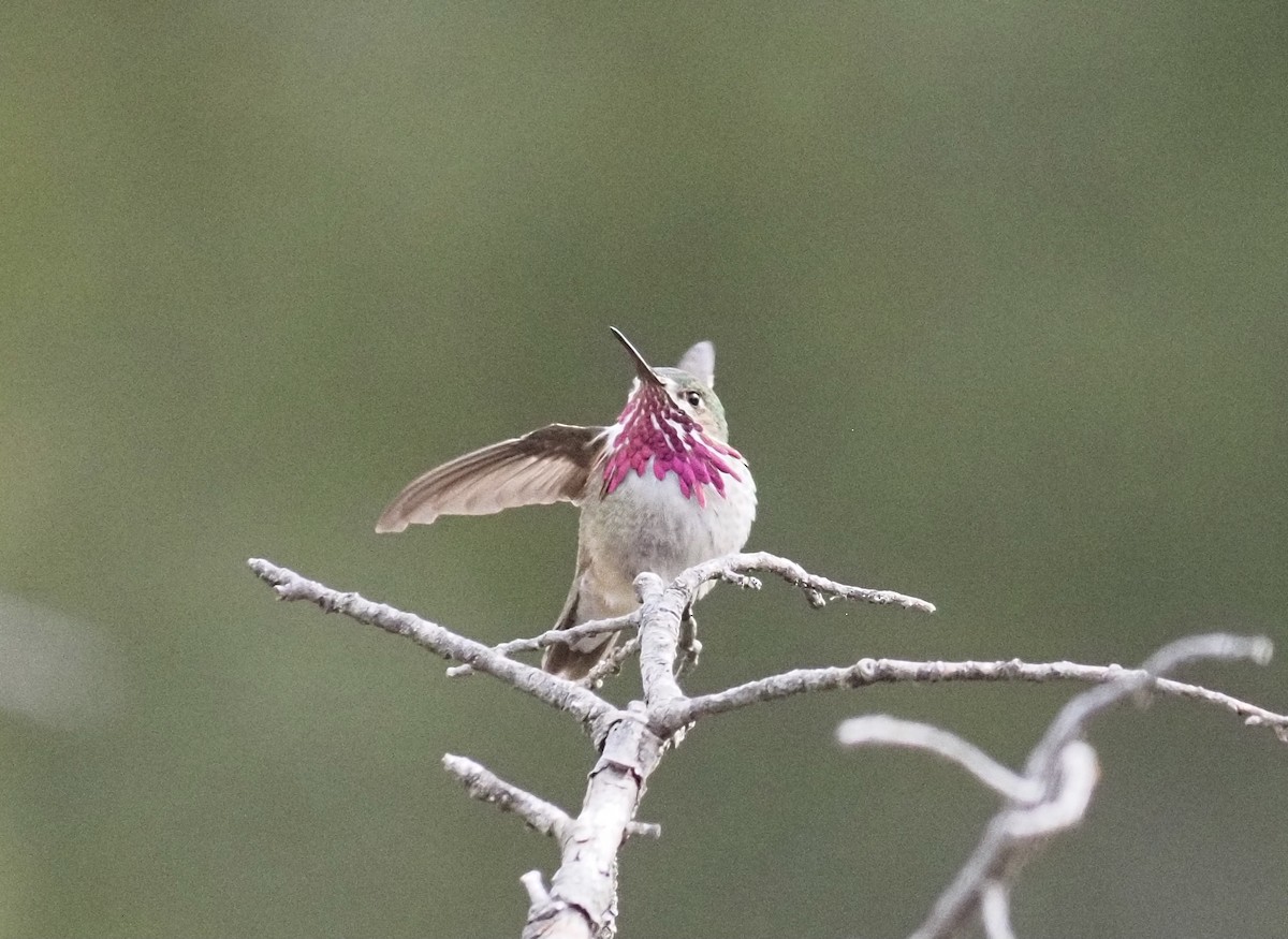 Calliope Hummingbird - ML449218571