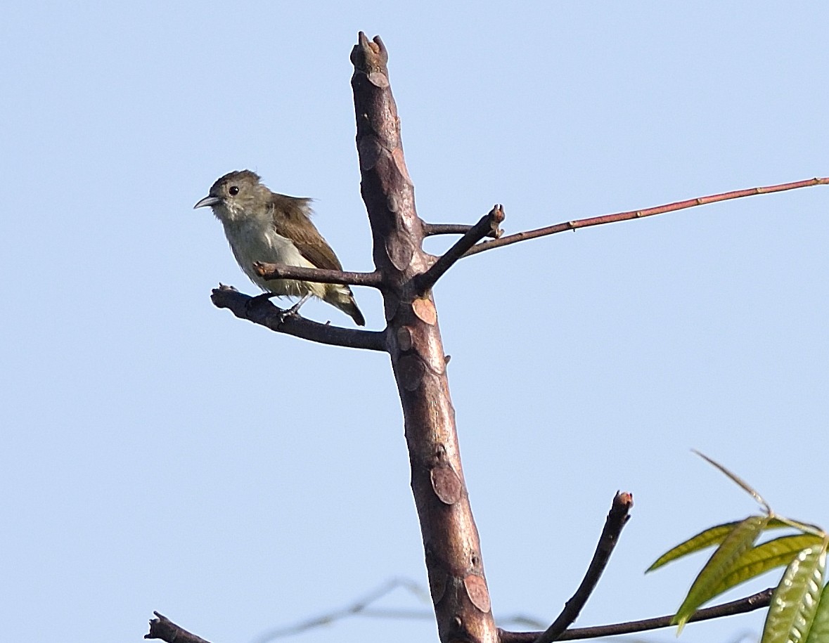 Nilgiri Flowerpecker - ML44921921