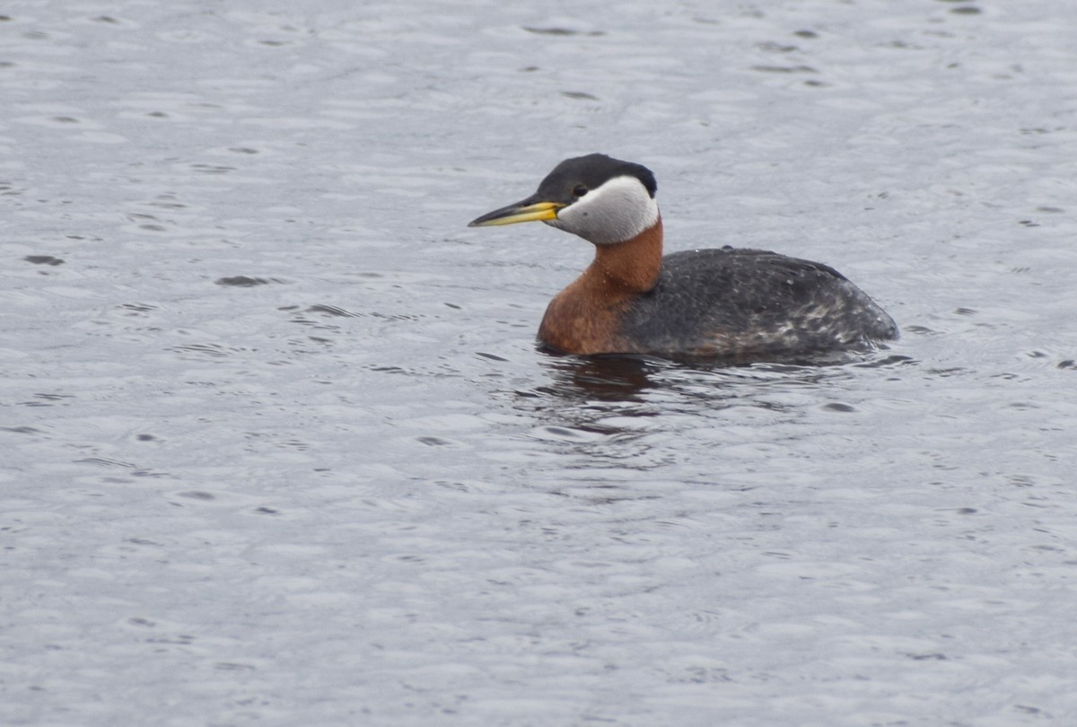 Red-necked Grebe - ML449222931