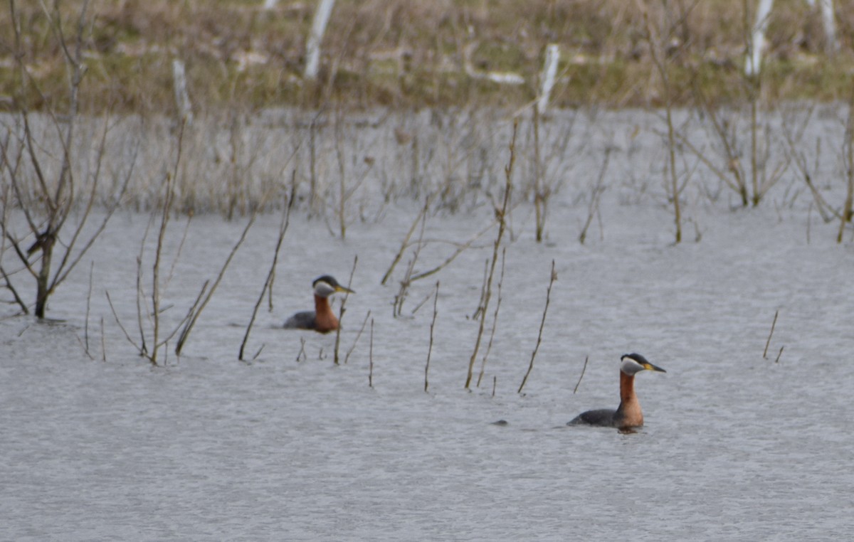 Red-necked Grebe - ML449222951