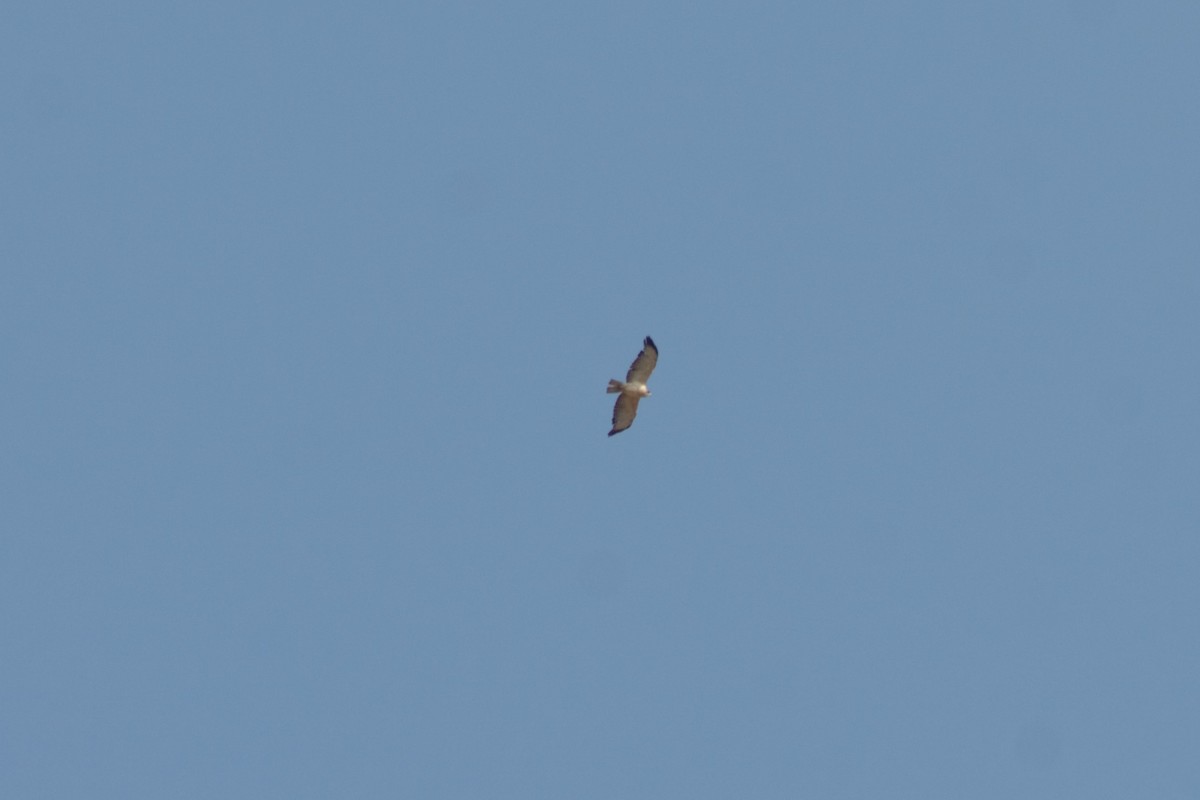 Short-tailed Hawk - ML449223671