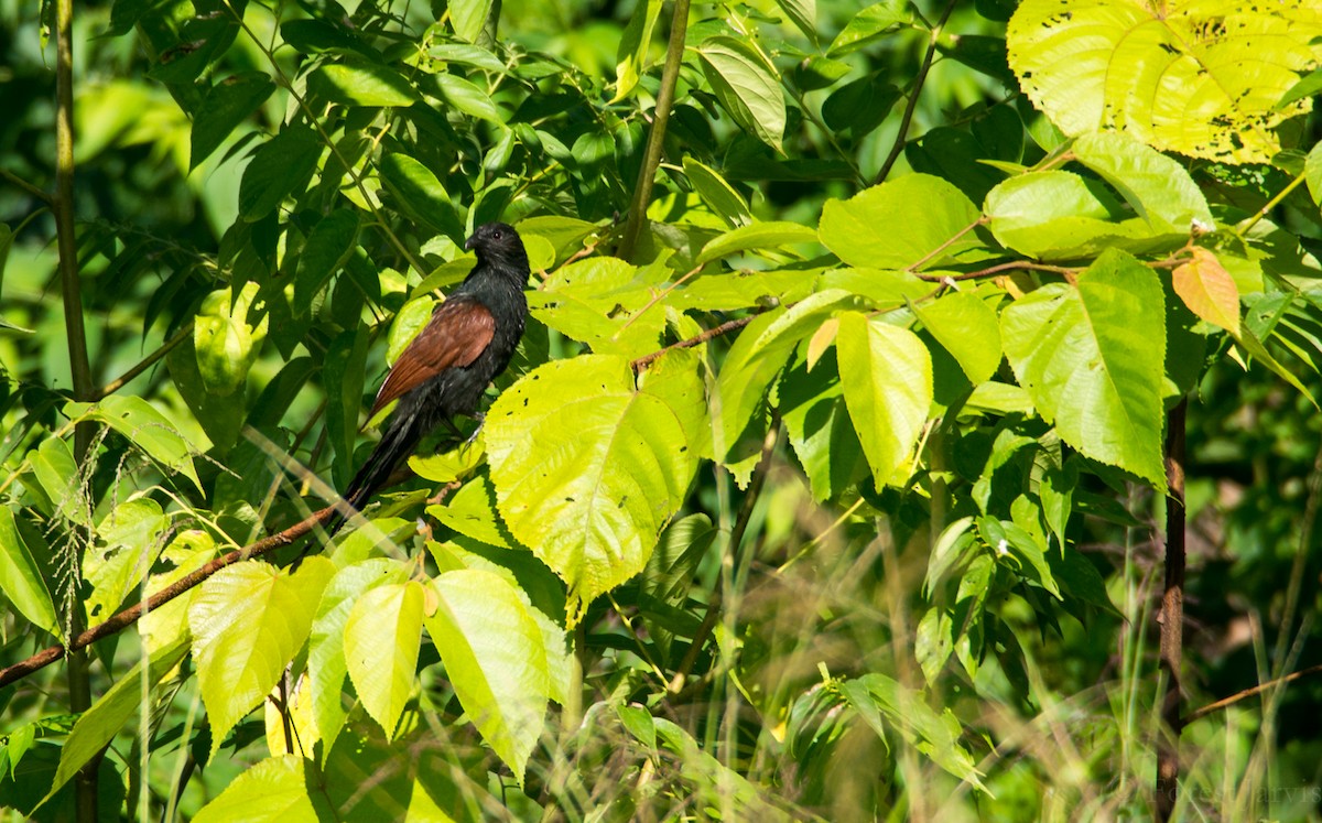 Philippine Coucal - Forest Botial-Jarvis