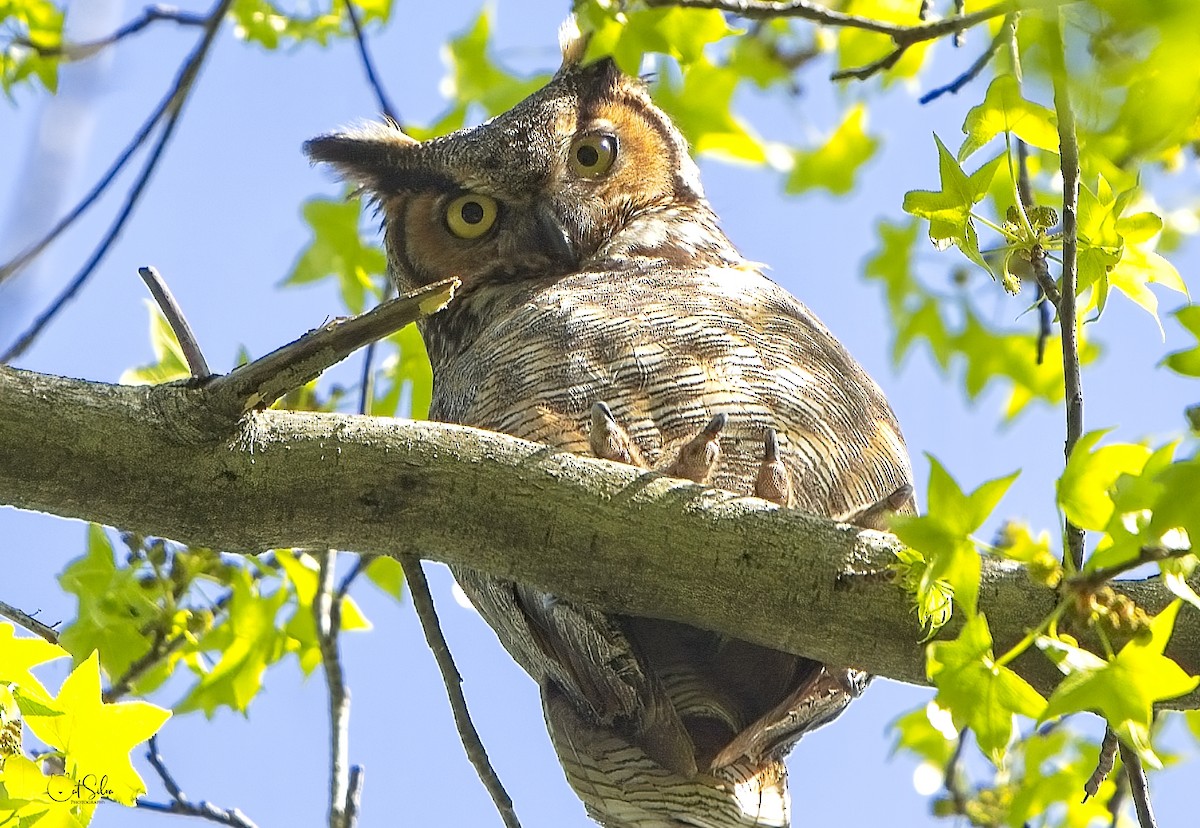 Great Horned Owl - ML449239671