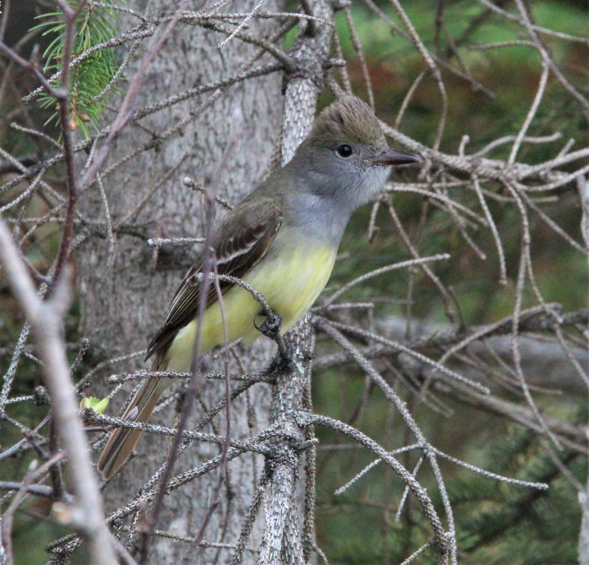 Great Crested Flycatcher - ML449240801