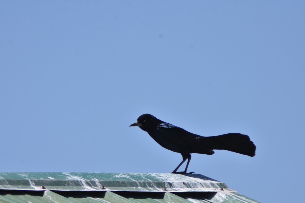 Boat-tailed Grackle - ML449244511