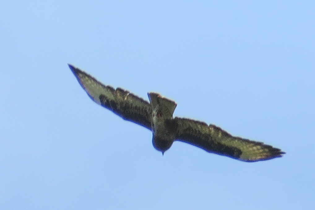 Common Buzzard (Cape Verde) - ML44924661