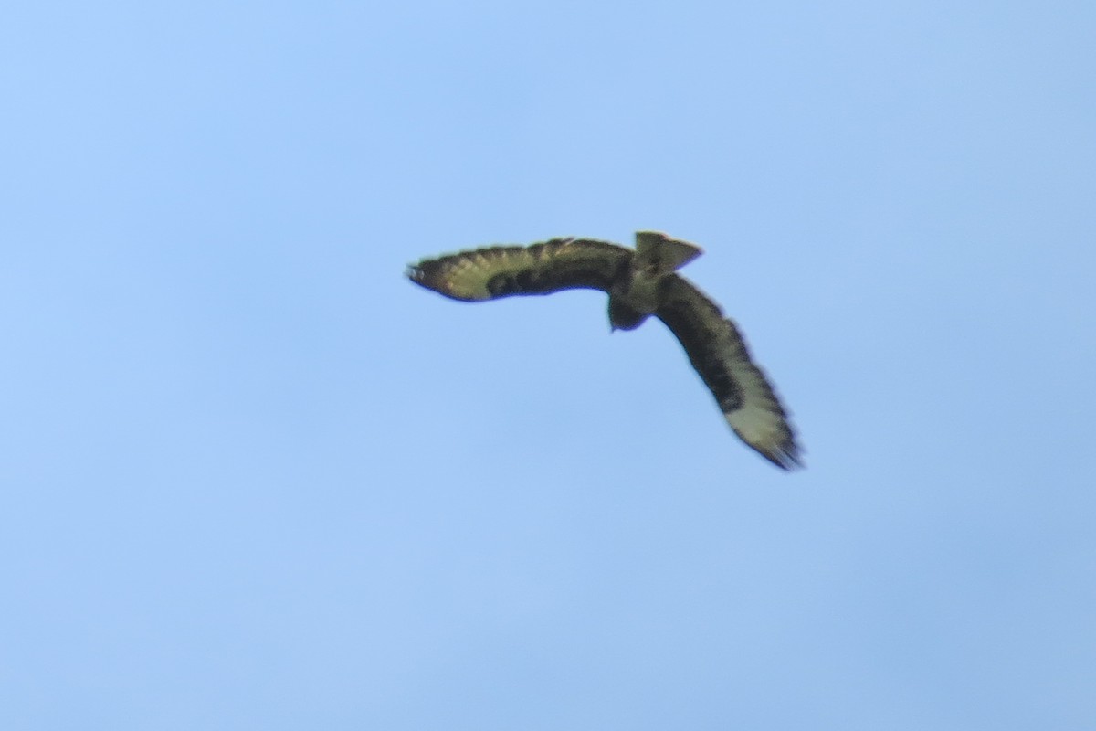 Common Buzzard (Cape Verde) - ML44924691