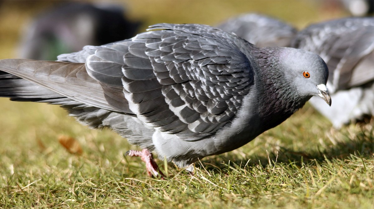 Rock Pigeon (Feral Pigeon) - ML44924741