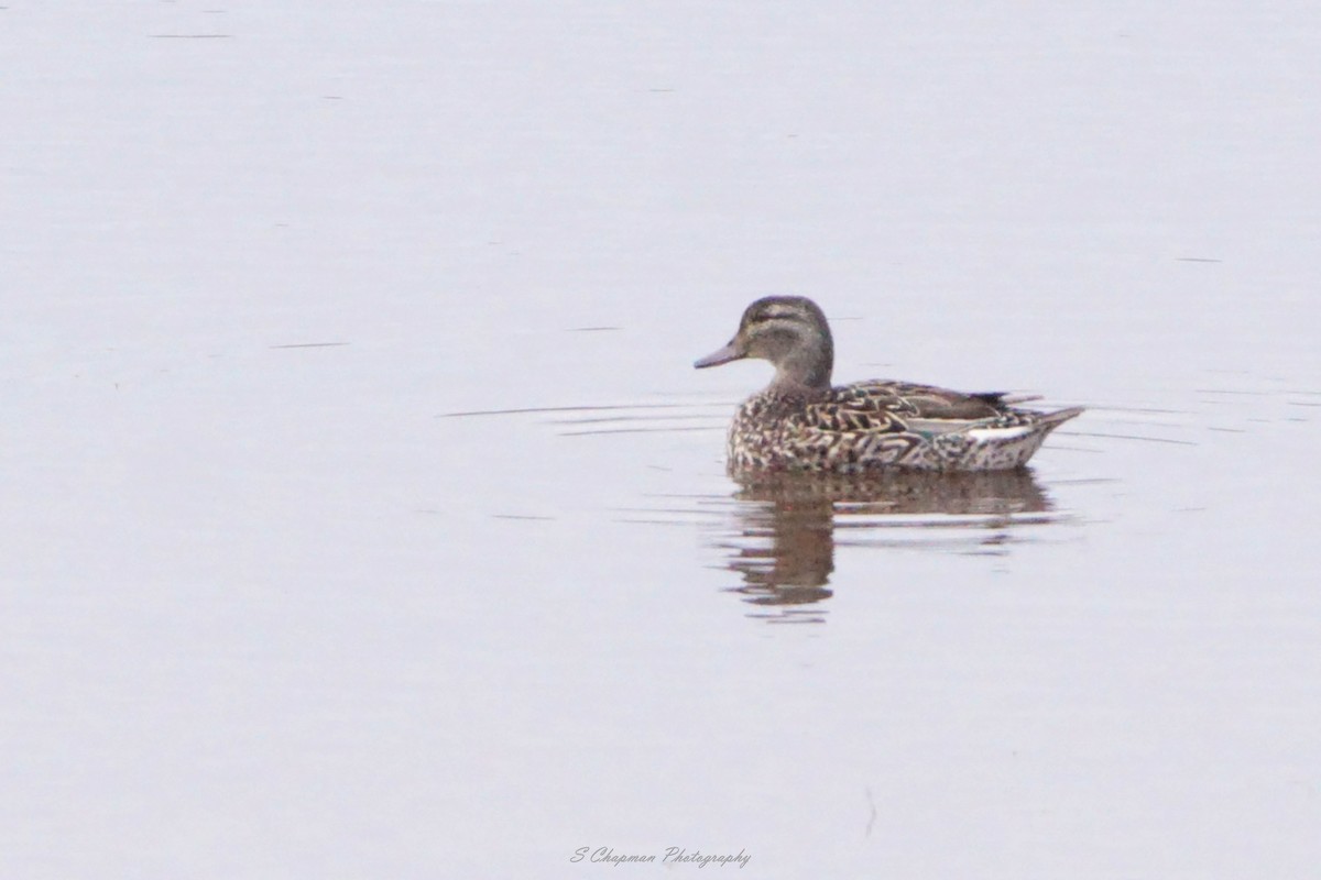 Green-winged Teal - ML449251281