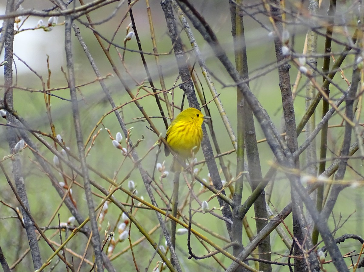 Yellow Warbler - ML449252471