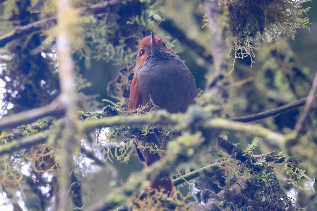 Red-faced Spinetail - ML449253281