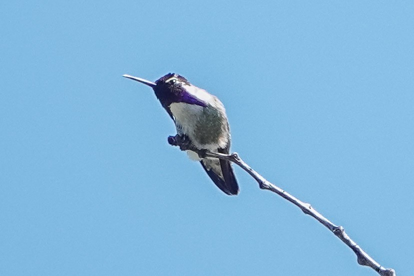 Costa's Hummingbird - ML449254661
