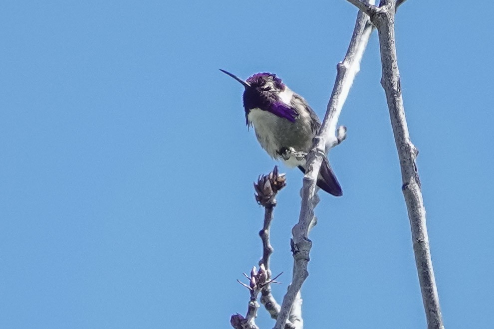 Costa's Hummingbird - ML449254671