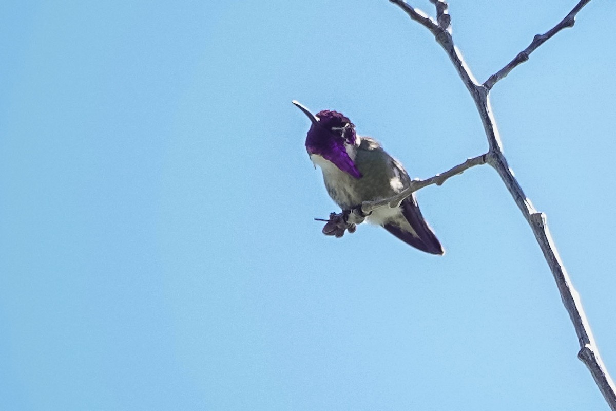 Costa's Hummingbird - ML449254691