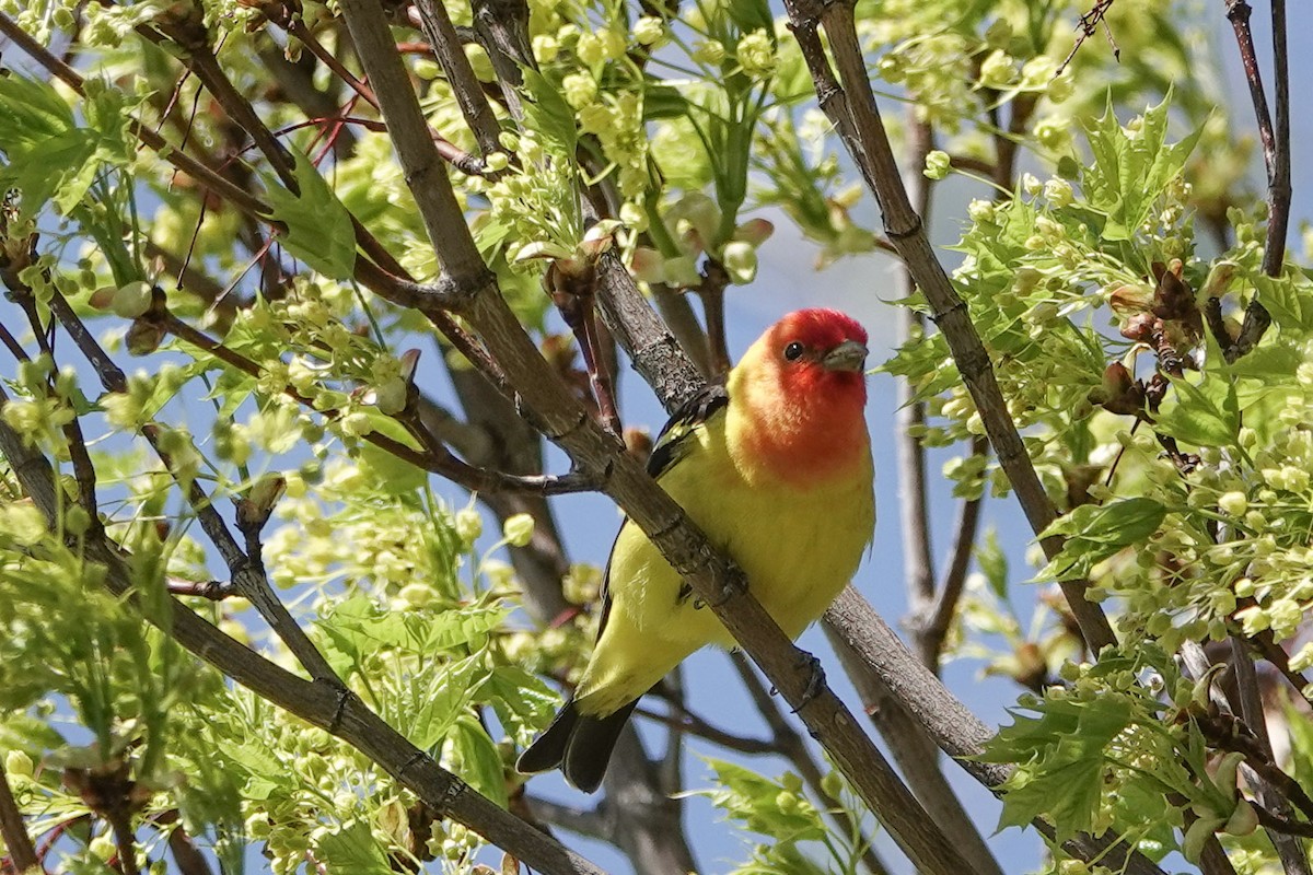 Western Tanager - ML449254981