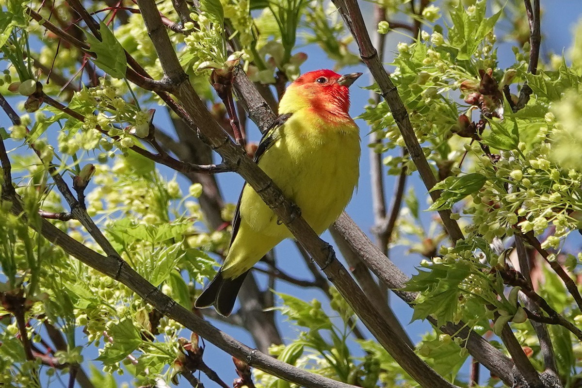 Western Tanager - ML449254991